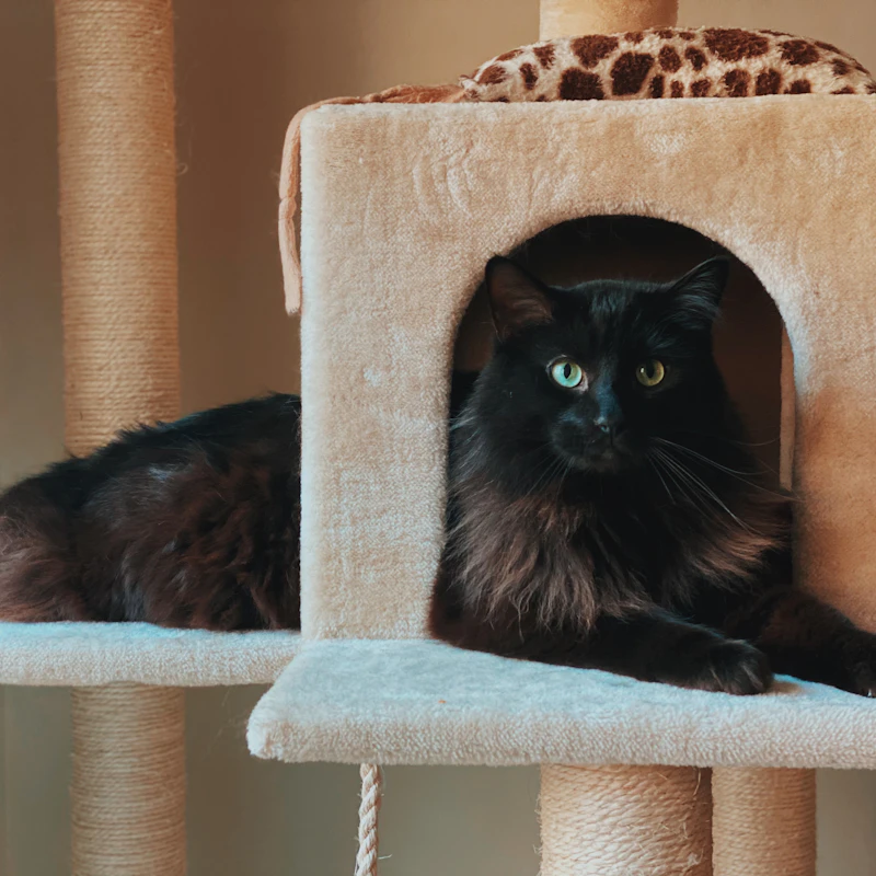 Compact Cat Scratcher Lounge β Pet Supplies at Peasley Store